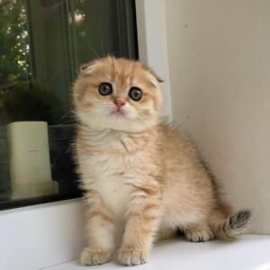 scottish fold cat buy