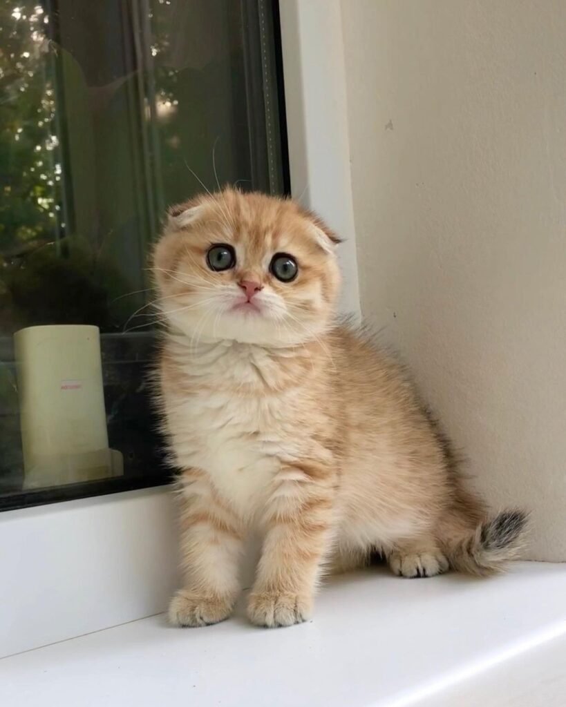 scottish fold cat buy