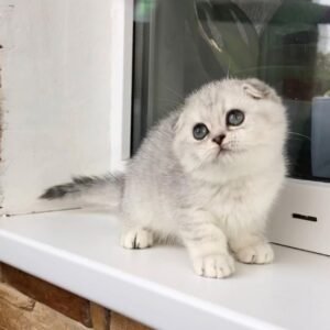 scottish fold kittens for adoption