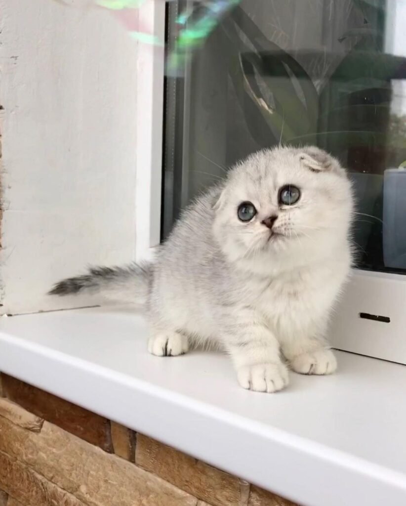 scottish fold kittens for adoption