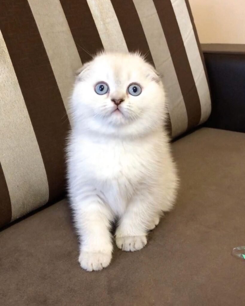cat-scottish-fold