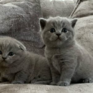EMERALD AND TOMMY