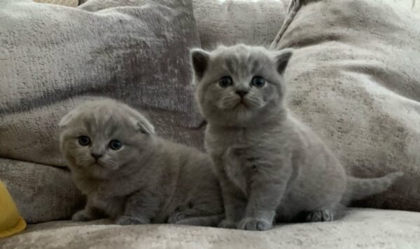 EMERALD AND TOMMY