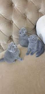 scottish fold breeders uk