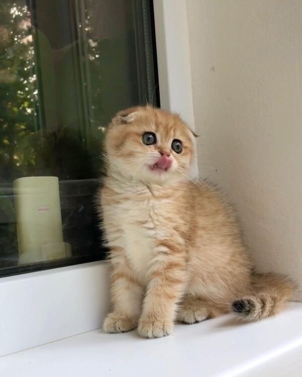 scottish fold cat buy