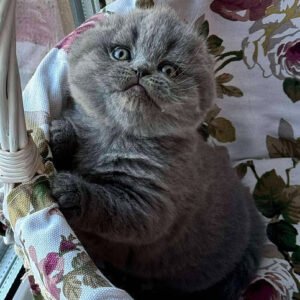 scottish fold cat price