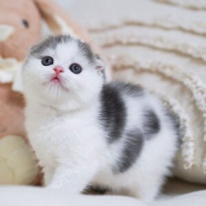buy scottish fold kitten