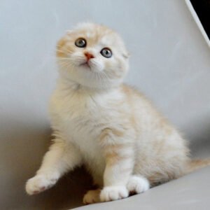 cats-with-floppy-ears