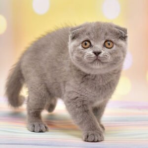 purebred scottish fold kittens for sale