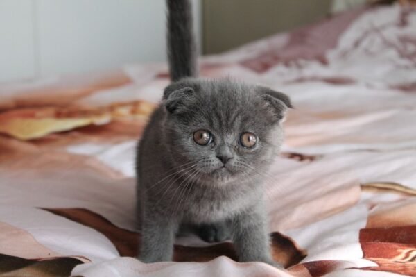 scottish fold cats for sale near me