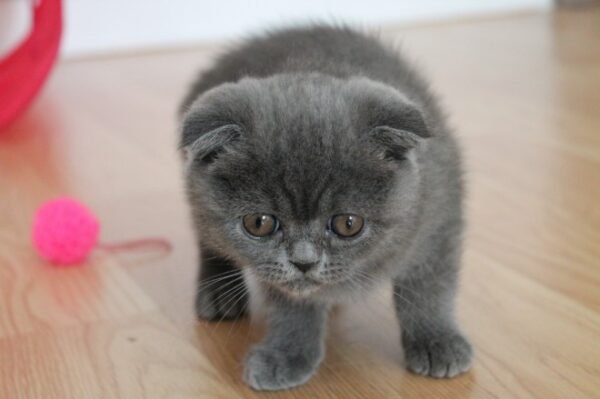 scottish fold cats for sale near me