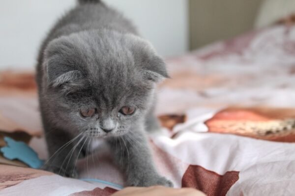 scottish fold cats for sale near me