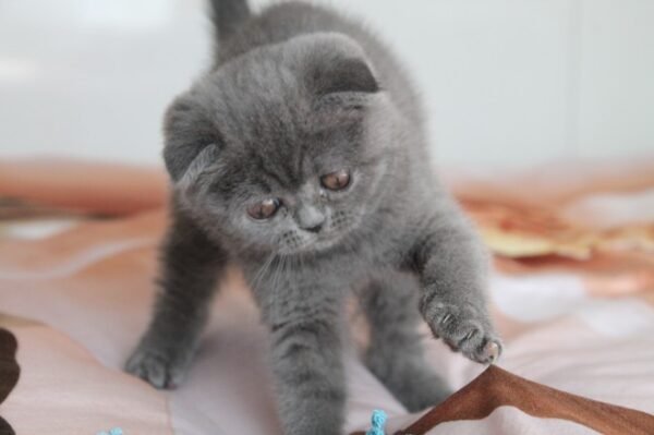 scottish fold cats for sale near me
