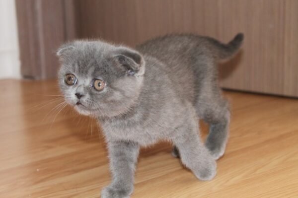 Tommy - Scottish Fold Male Kitten - Image 3