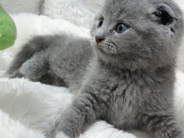 Emerald - Female Scottish Fold Kitten