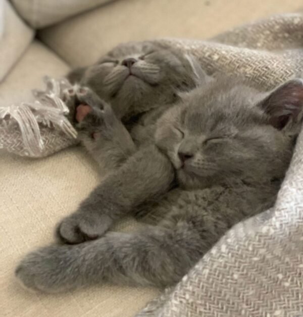 scottish fold cat for sale uk