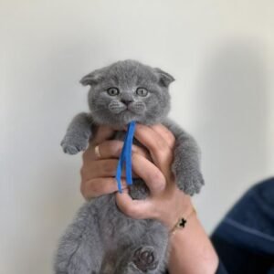 female scottish fold kittens for sale