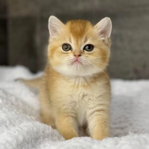 scottish straight cat