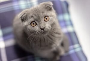 scottish fold cats for sale