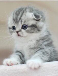 scottish fold cats for sale