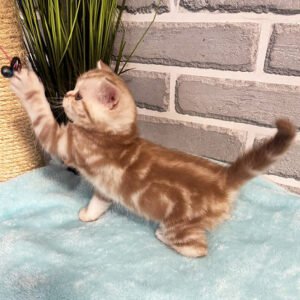 scottish-fold-kitten