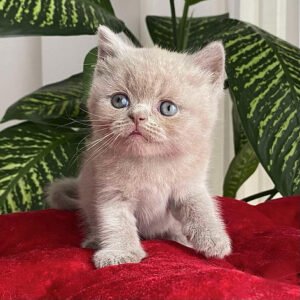 long haired scottish fold kittens for sale