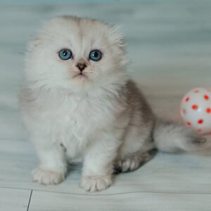 Theron - Scottish Fold Female Kitten