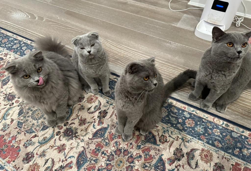 scottish fold cats for sale