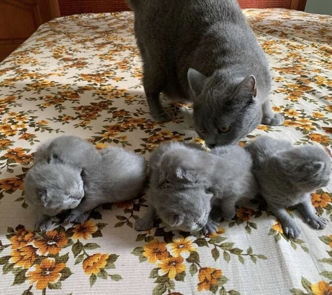 scottish fold cats for sale