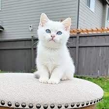 scottish fold cats for sale