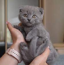 scottish fold cats for sale