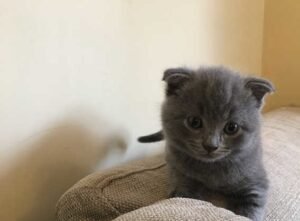 scottish fold cats for sale