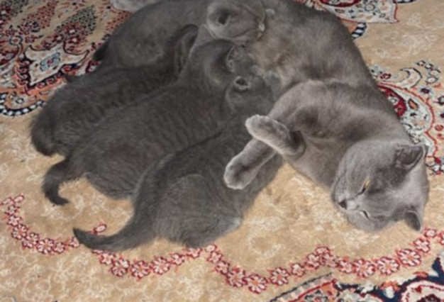 scottish fold cats for sale