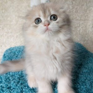 scottish fold cat for sale