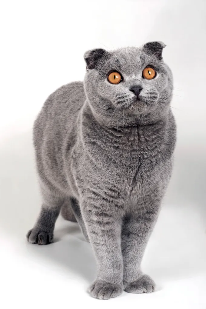 scottish fold breeders uk
