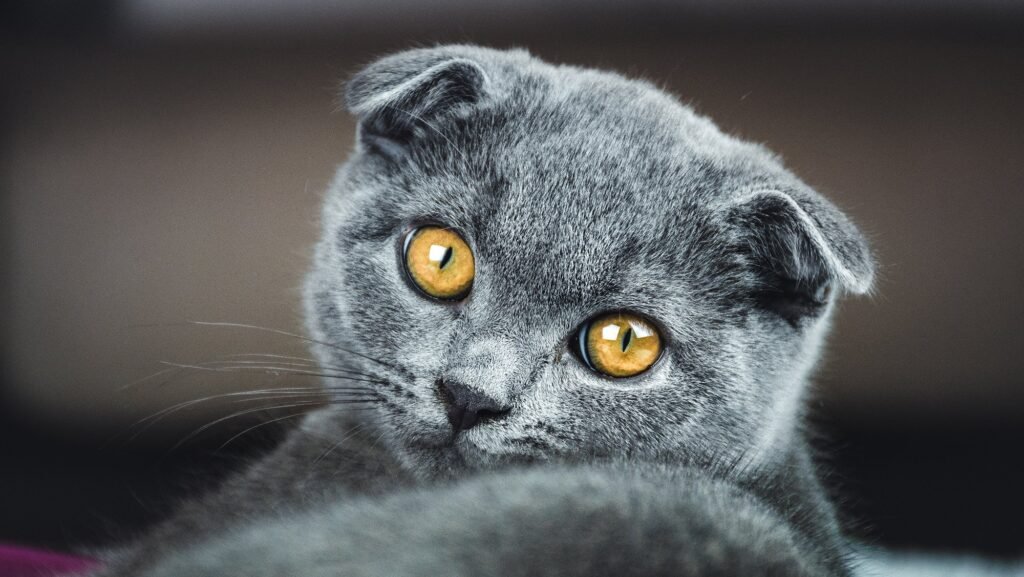 scottish fold kittens for sale