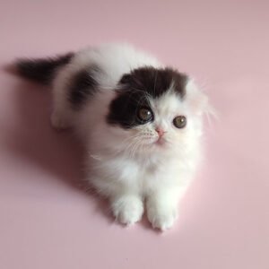 scottish fold price