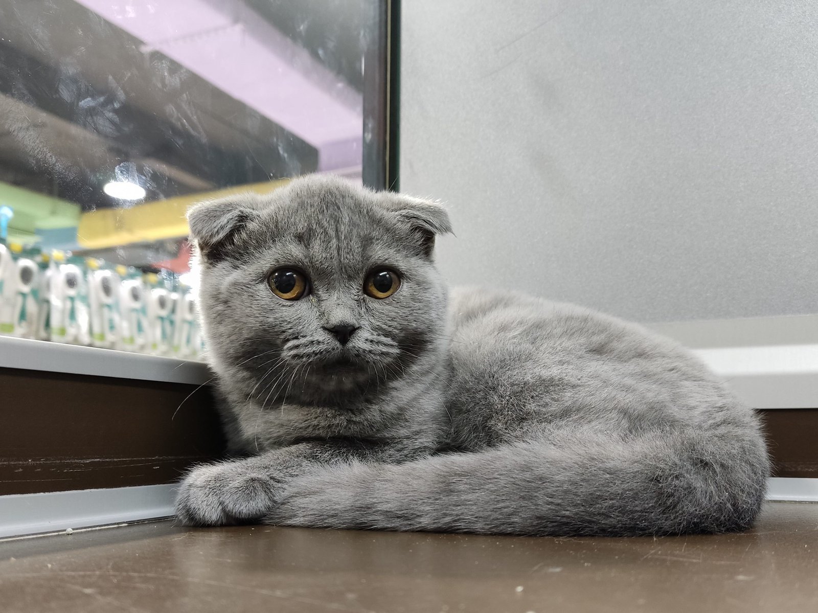scottish fold kittens